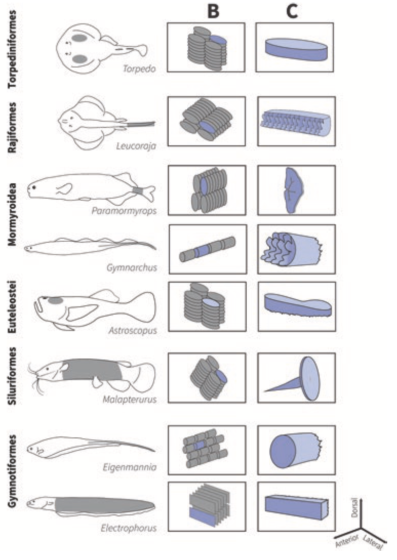 How fish evolved electric organs, MSUToday